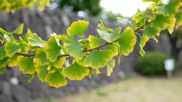 A cluster of fan-shaped ginkgo leaves moving in a light breeze against an out-of-focus stone wall